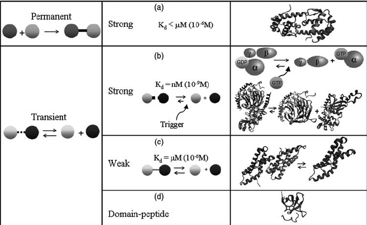 Classification of protein–protein interaction types based on stability