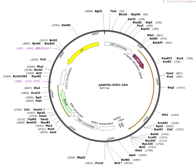 pGAPZA Plasmid 2ug.